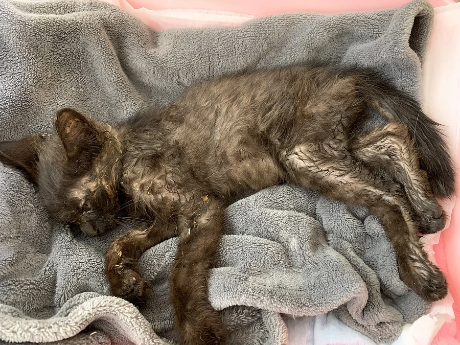 奇跡の回復を見せたクロッピーくんのお話