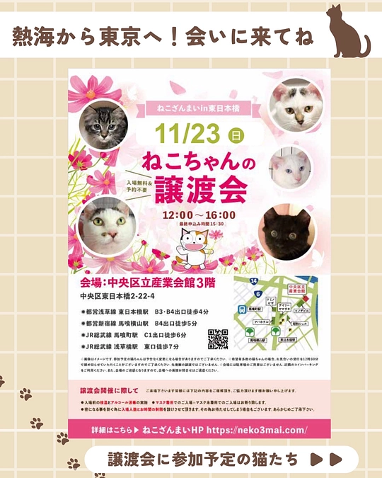 🎈11/23（日）くすのきにゃん’ず参加の譲渡会🐾