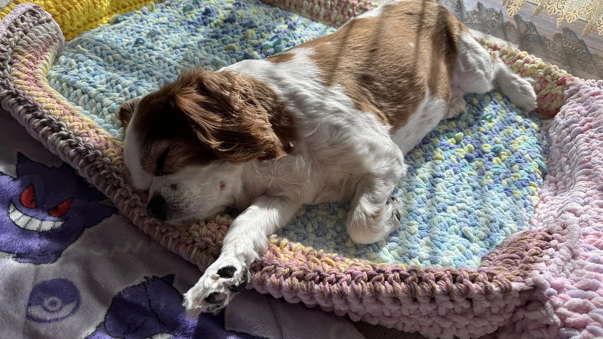 遊びたいのに遊べない愛犬【8日目】