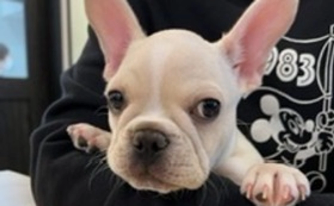 生後3ヶ月のクウを助けてください②