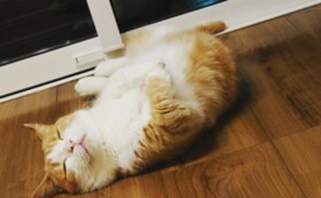 ラテがんばって