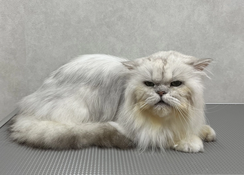 チンチラ多頭崩壊のレスキューの様子がTVで放送されます。