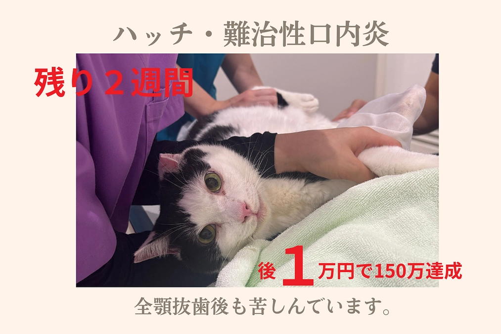 全顎抜歯をしたハッチが難治性口内炎再発！【後1万円で150万達成】