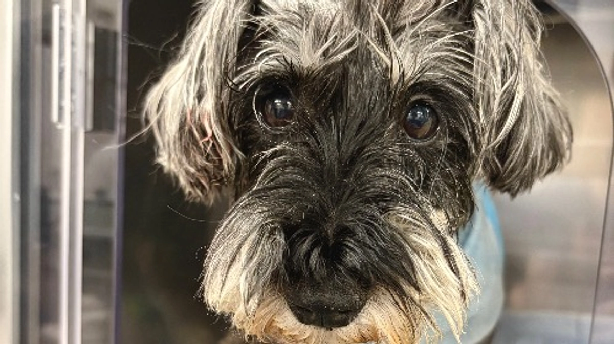 ロイが無事に退院しました。