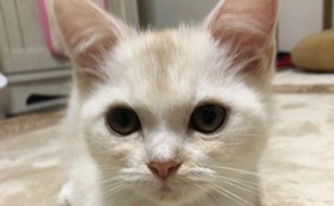 ブロン応援コース　3000