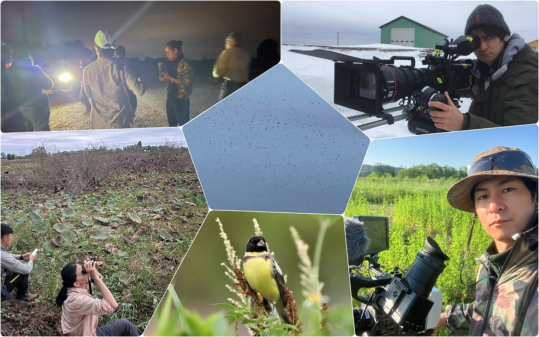 越冬ねぐら調査「編集前ビデオ」視聴権つきシマアオジ応援コースを追加しました