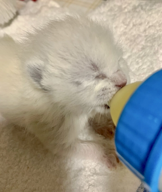 仲間たちからの応援コメントリレーNo.８