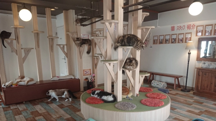 ☆札幌猫カフェ『らぶねこ』にご支援お願いします☆