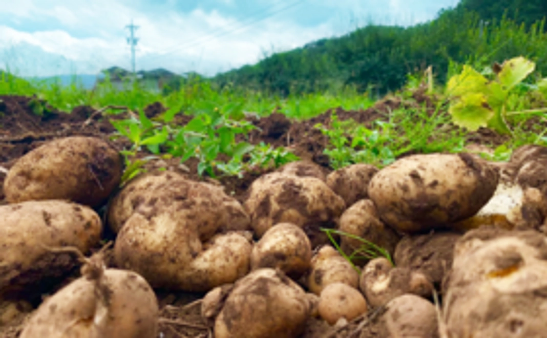 お礼の手紙／直筆の写経１枚／十勝産ジャガイモ２kg