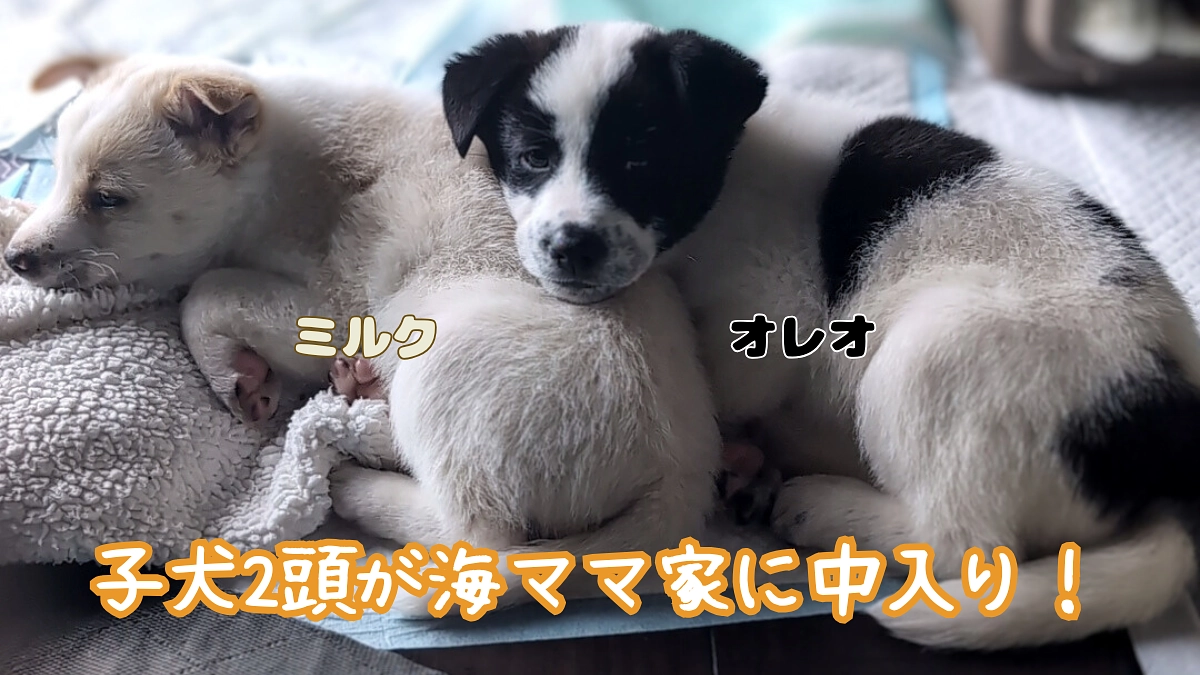 子犬2頭が海ママ家に仲間入り！