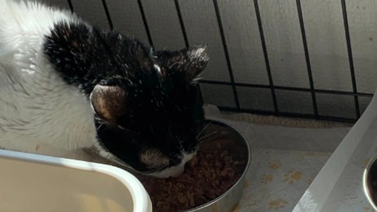 第二目標の猫さんのケアについて①