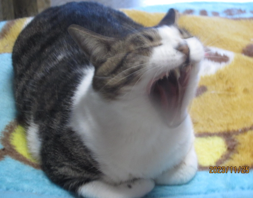 活動報告・黒猫さんの交通事故（追記／飼い主さん判明しました）