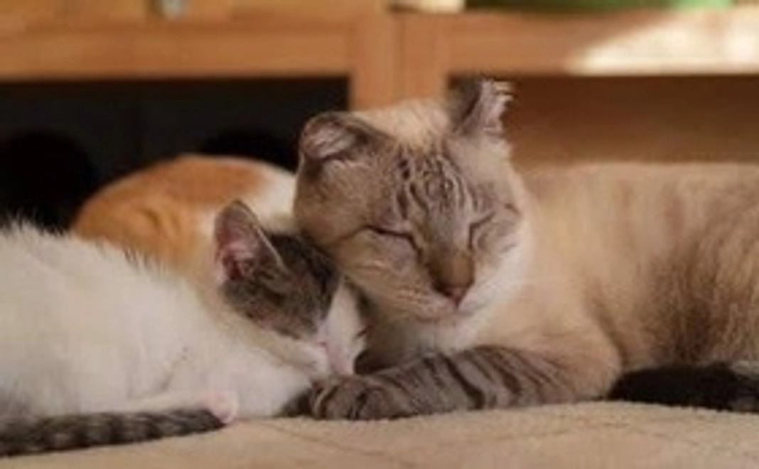 お気軽支援コース