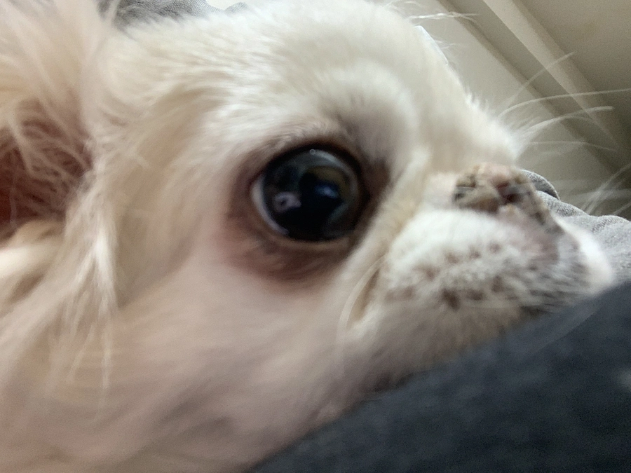 残り18日🐶‼️