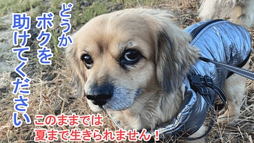 【僧帽弁閉鎖不全症】愛犬ドビーの手術費への支援をお願いします！