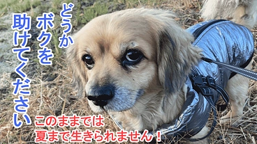 【僧帽弁閉鎖不全症】愛犬ドビーの手術費への支援をお願いします！ のトップ画像