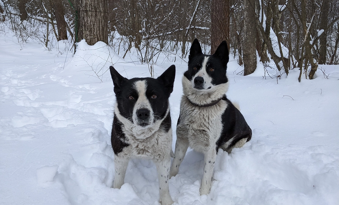 雪とベアドッグ