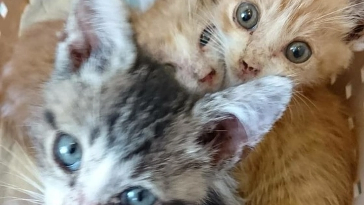 数が増え飼育しきれなくなった59匹の猫を救ってあげたい。