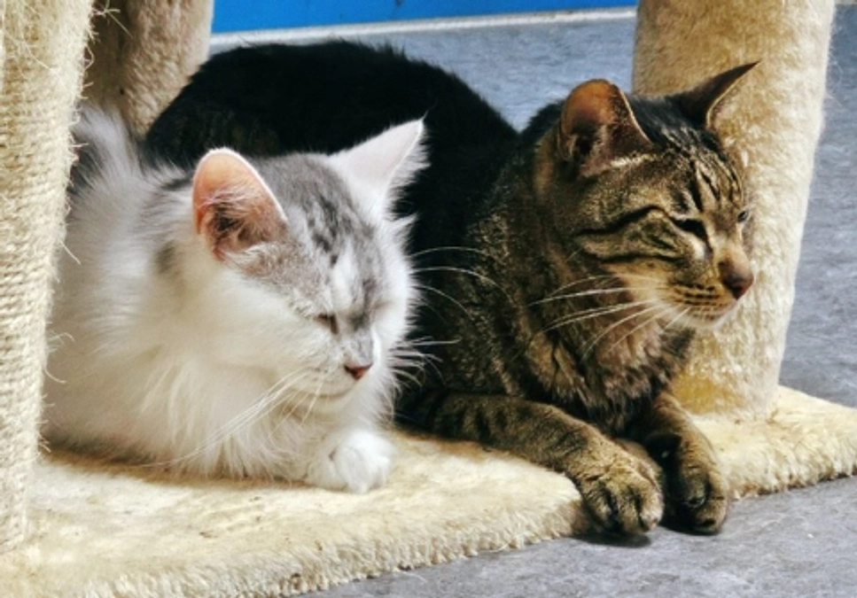 ★ アイちゃんに乳腺腫瘍が見つかりました