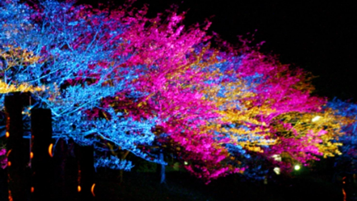 福岡 行橋の春の風物詩！桜スマイルフェスタ2019を市民の力で！