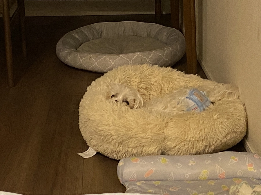 萌萌はみんなの健康を応援する❤️✨🙏🏻