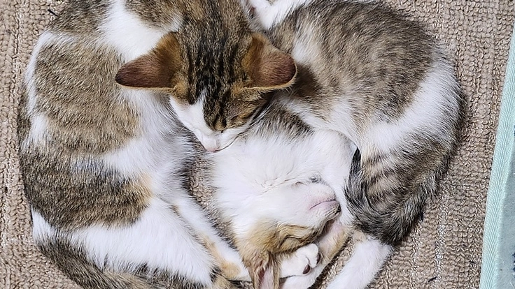 野良猫が終生幸せに暮らせる場所