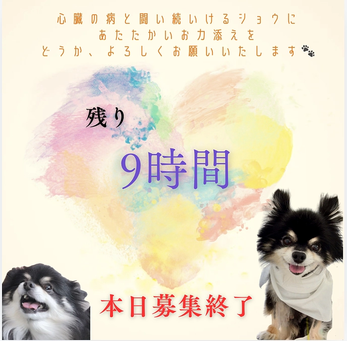 終了まで、残り9時間‼️🐾となりました。
