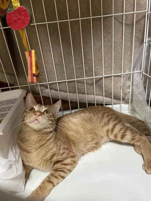 シナモン　FIP投薬63/84日目