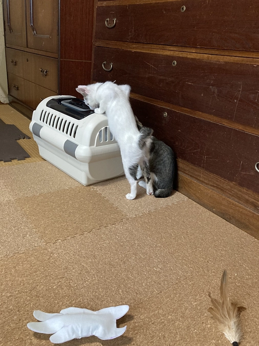 便検査の結果！