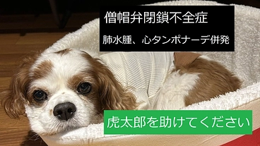 【緊急】虎太郎の手術費(僧帽弁閉鎖不全症)ご支援をお願い致します のトップ画像