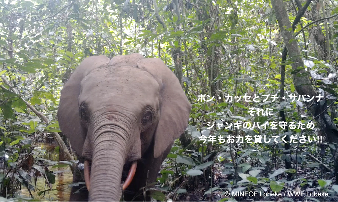 【マルミミゾウ保護】カメルーン・ロベケ国立公園緊急募集第２弾、始動しました！！