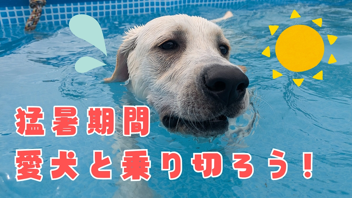 【クラファン終了まで残り11日】この猛暑の期間、愛犬とどうやって乗り切ってますか？