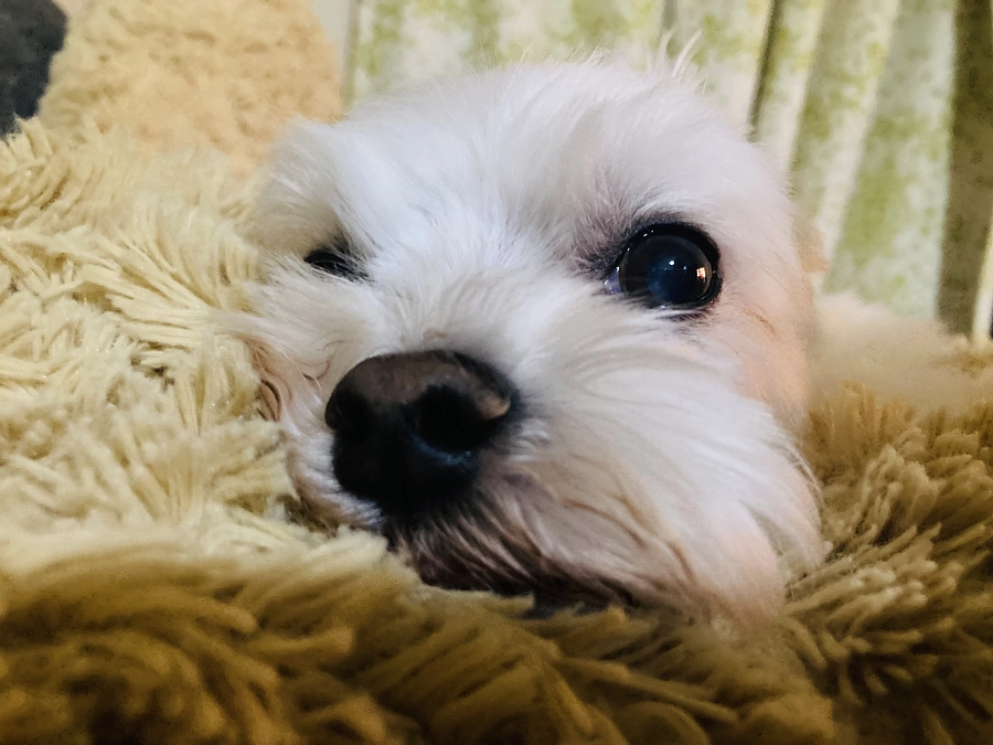 本日のこまち、ごはん