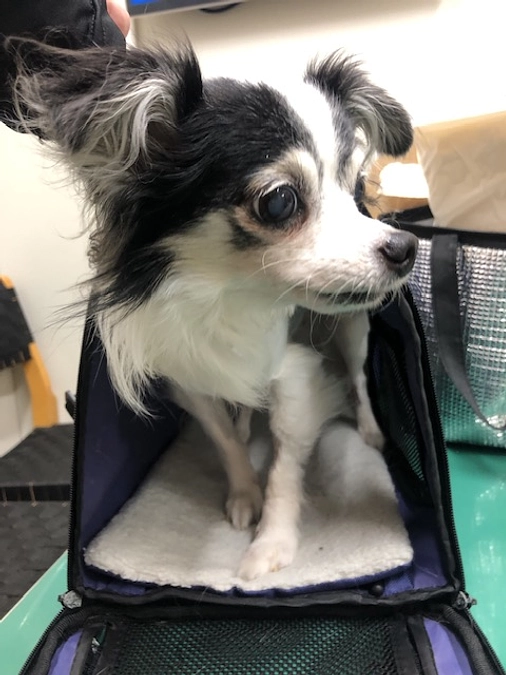 アラン退院しました！