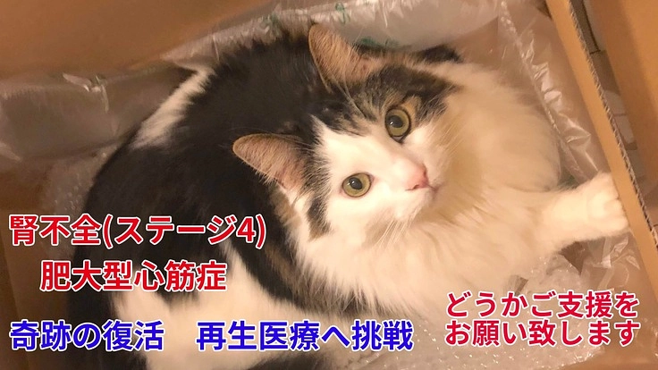 腎不全(ステージ４)と心臓病と闘うくろーねをどうか助けてください