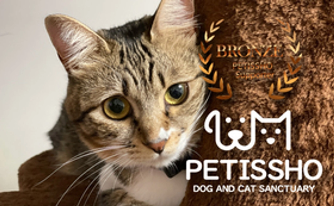 ペティッショ ブロンズサポーター