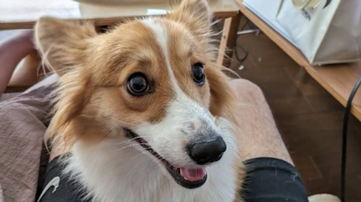 メイちゃん1歳のお誕生日を迎えました🎂🐶💗