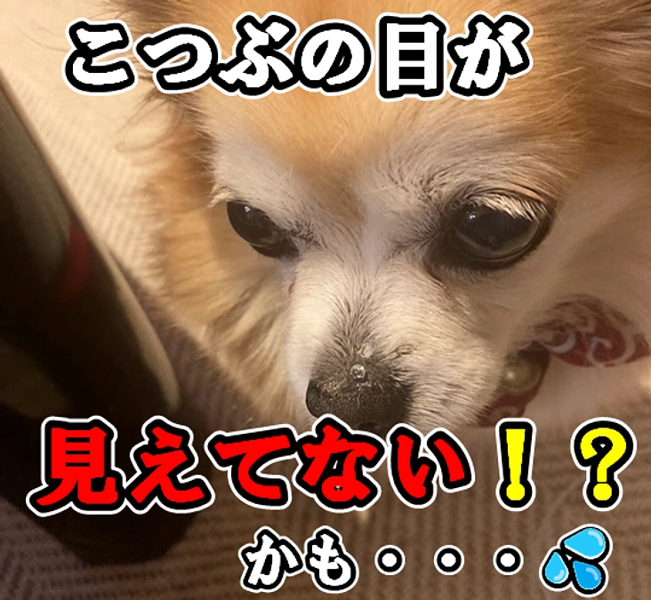 こつぶの視力に関する新たな展開