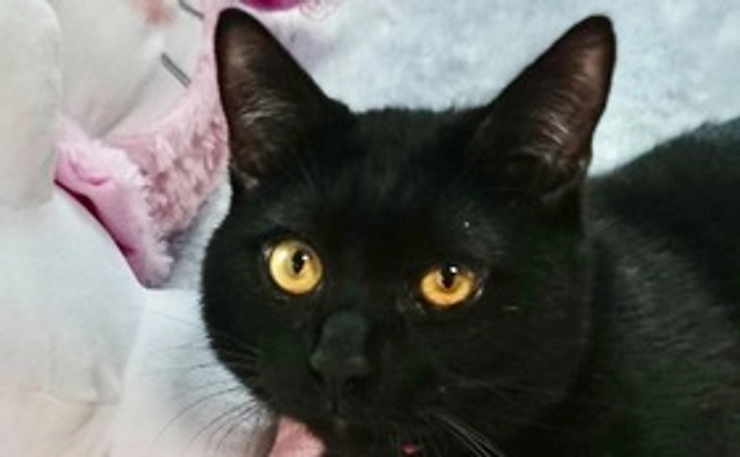 (1,000円)保護仔猫応援コース