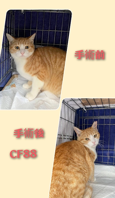 ＣＦ８８～９１までTNR終了しました