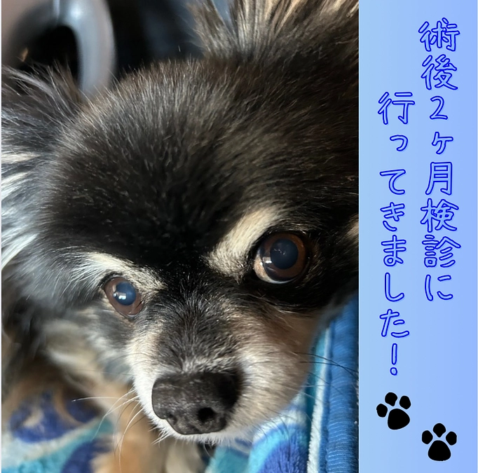 術後、２ヶ月検診に行ってきました🐾