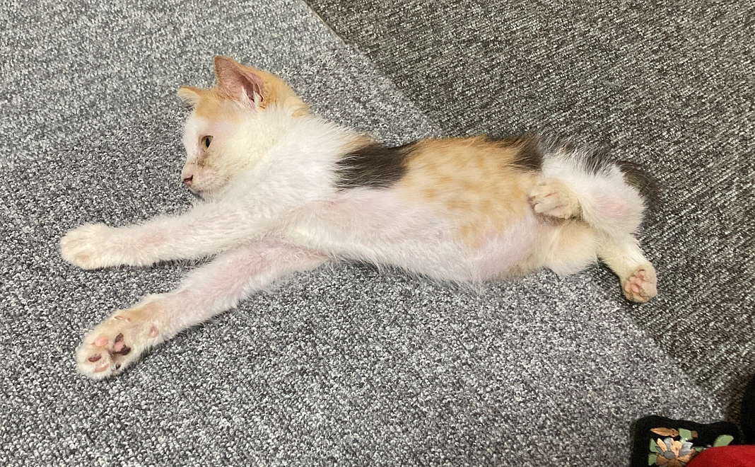 ご支援3000円（システム料220円含）プラン