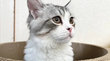 大切な家族の一員、愛猫ココロのFIP治療にご協力ください！