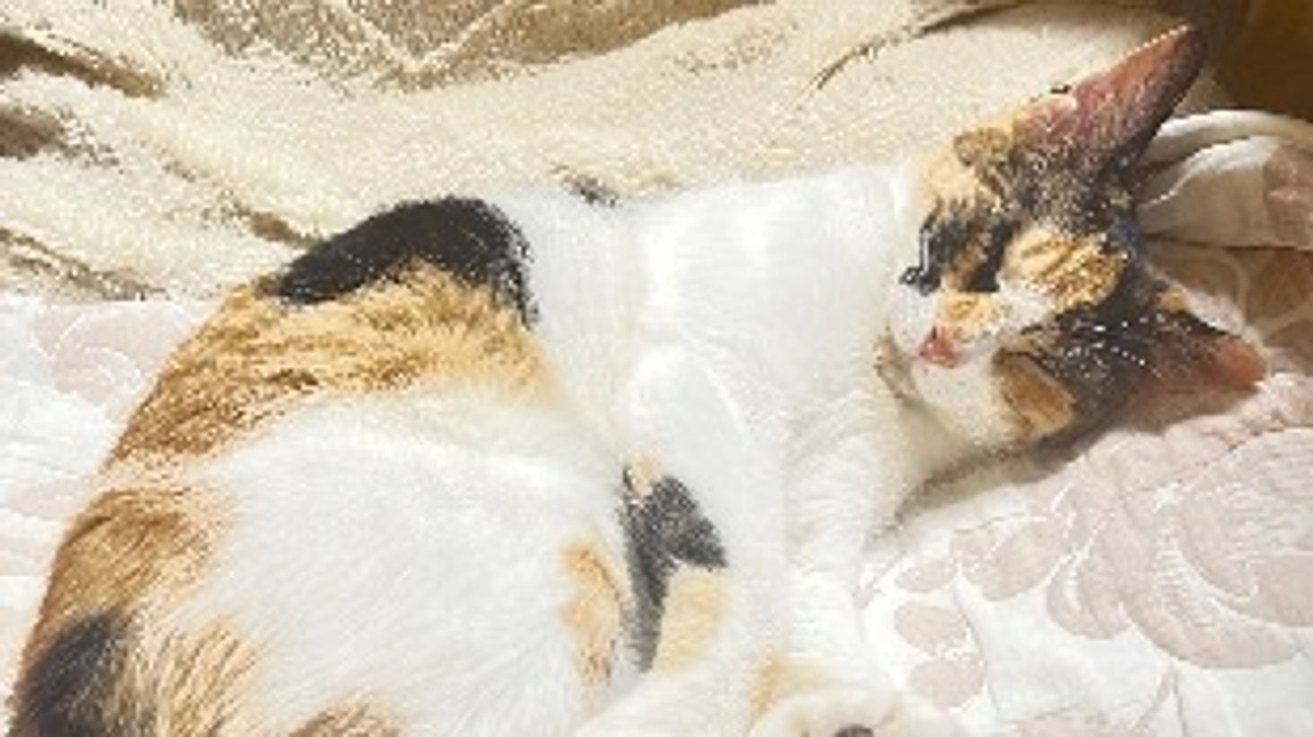 軽い肺炎でした💦