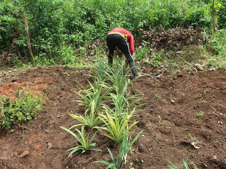 野菜と果物の栽培を始めました！