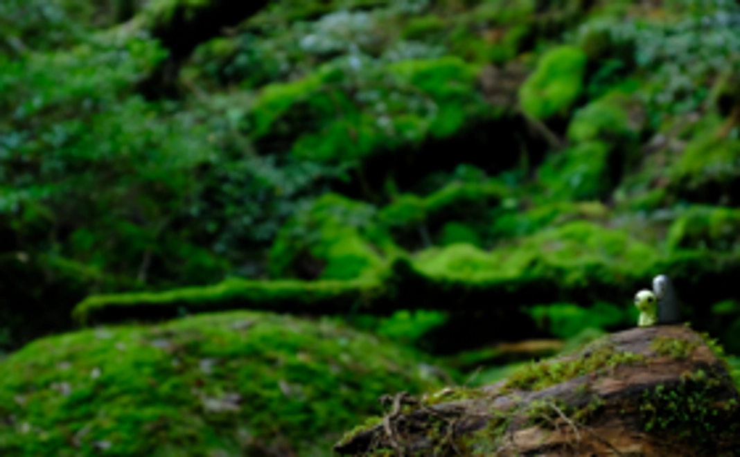 屋久島のポストカード