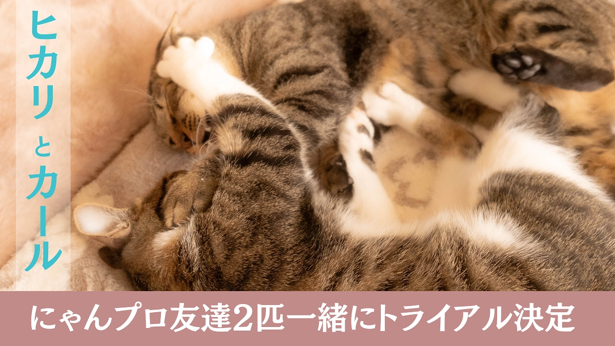 ヒカリとカール君、一緒にトライアルが決まりました。