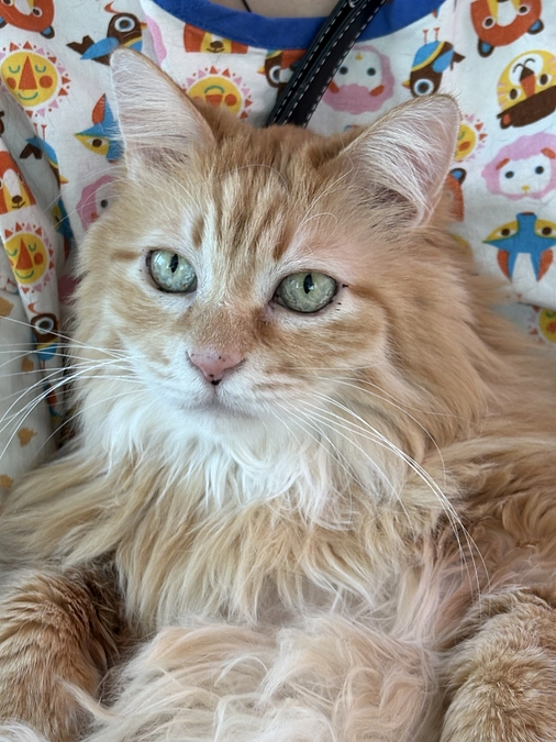 ひまわりトライアルスタート