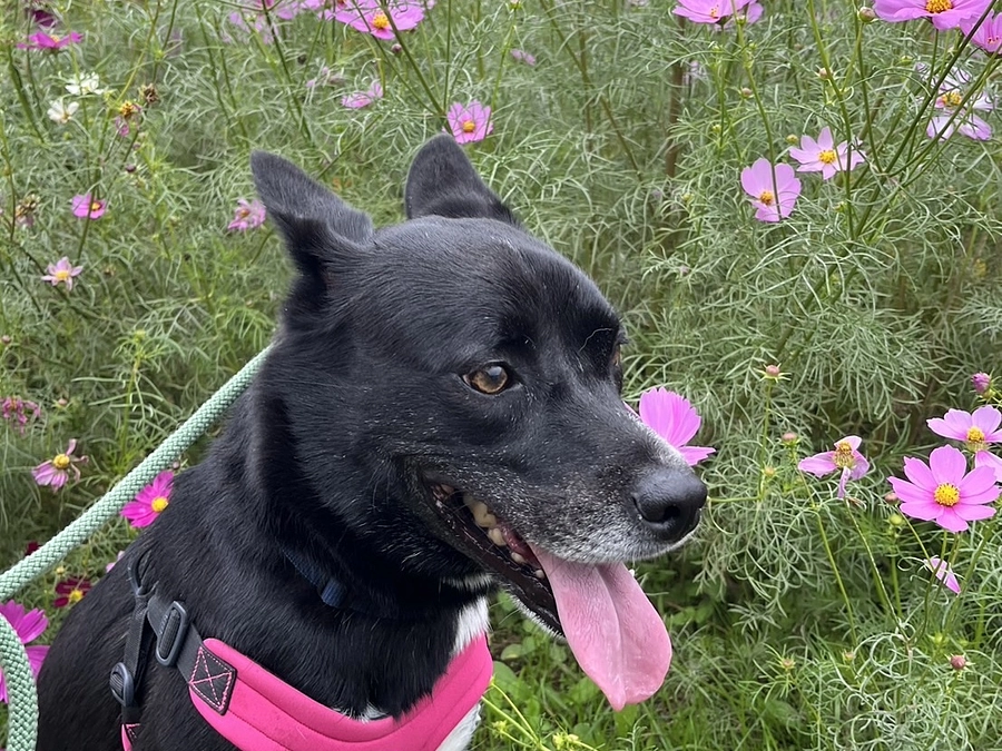 しあわせになった卒業生　イーリオ里親さまより