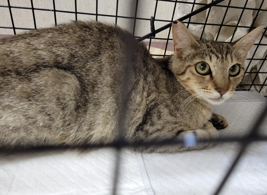 金曜日はオペの日！妊娠出産を繰り返していた母猫と、ガリガリな子のお話。